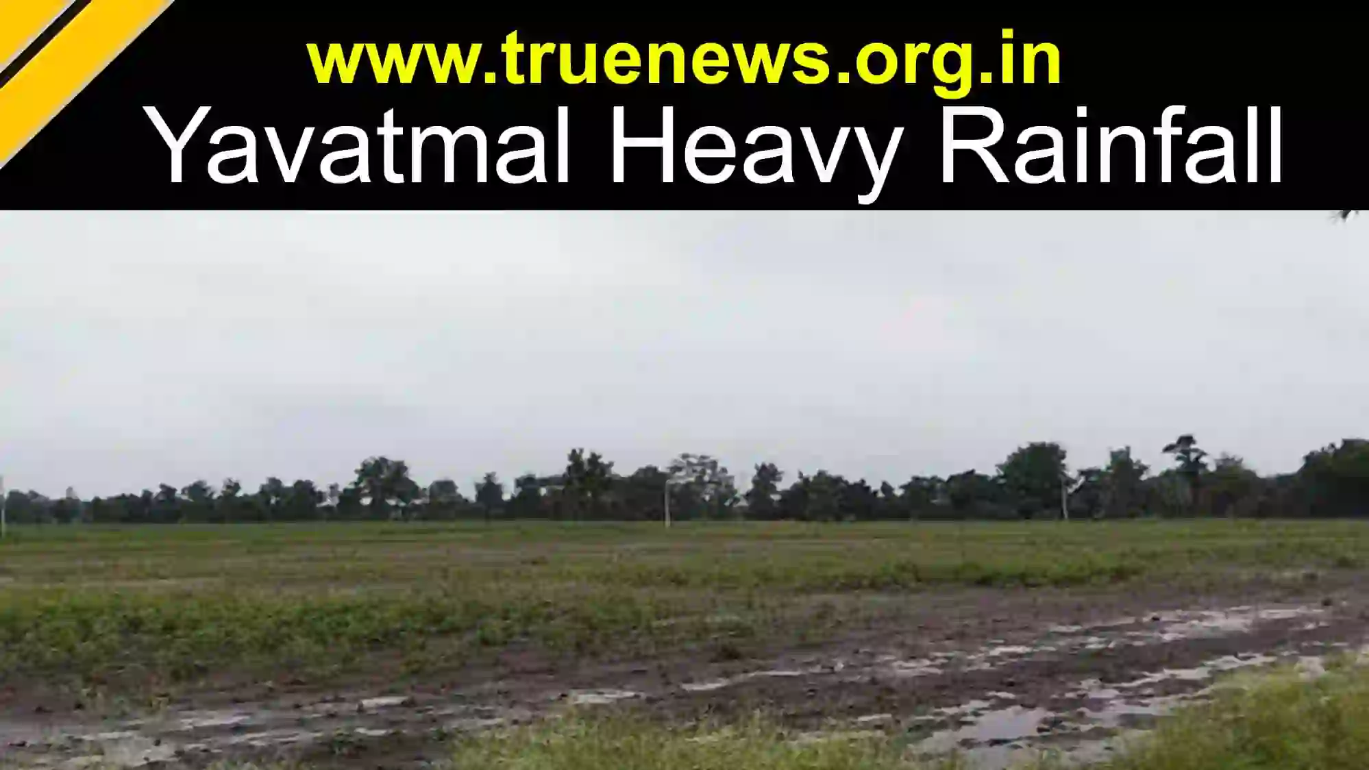 Yavatmal Heavy Rainfall – झरी-जामनी तहसील में किसानों की फसलें बर्बाद